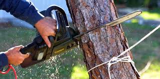 Best Lawn Pest Prevention  in Smethport, PA