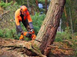 Best Tree Disease Treatment  in Smethport, PA