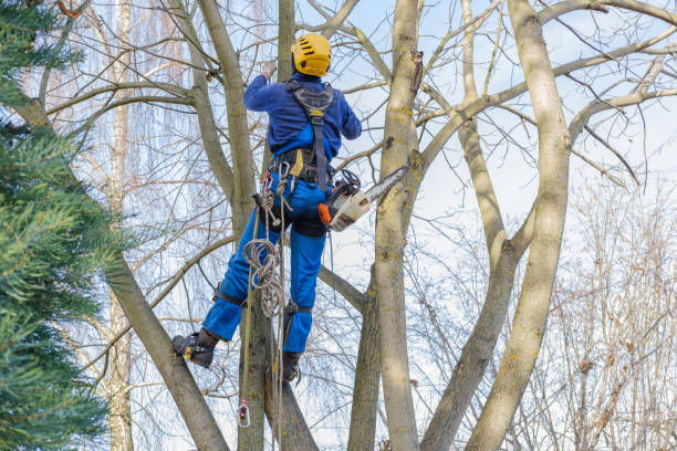 Best Hedge Trimming  in Smethport, PA