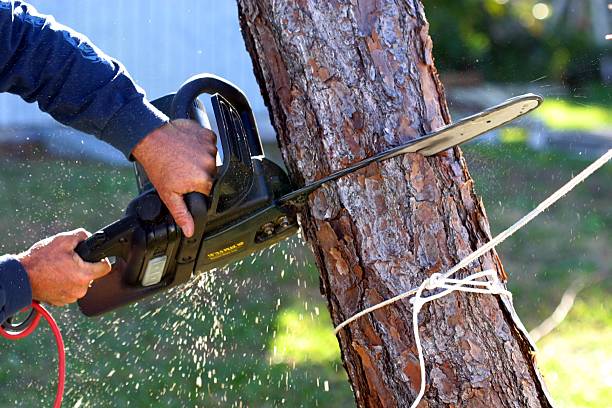 Best Storm Damage Tree Cleanup  in Smethport, PA