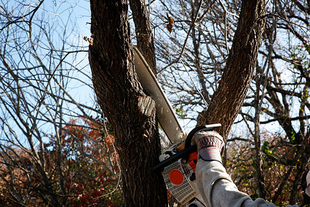 Best Tree Preservation Services  in Smethport, PA