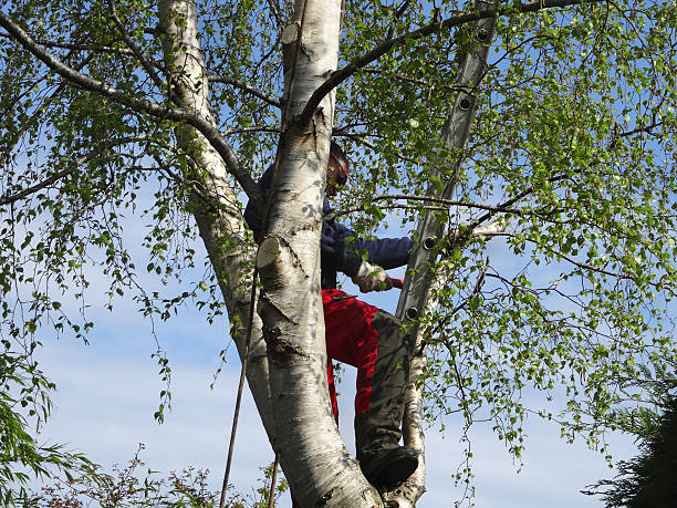 Professional Tree Care in Smethport, PA