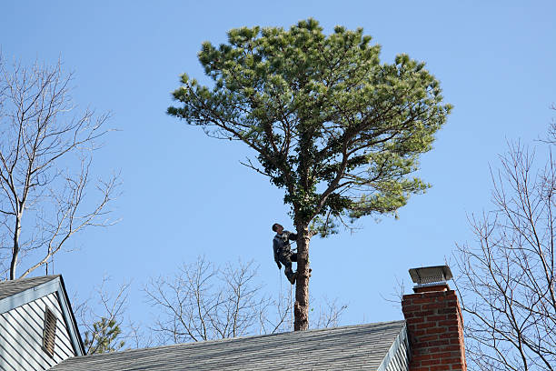 How Our Tree Care Process Works  in  Smethport, PA