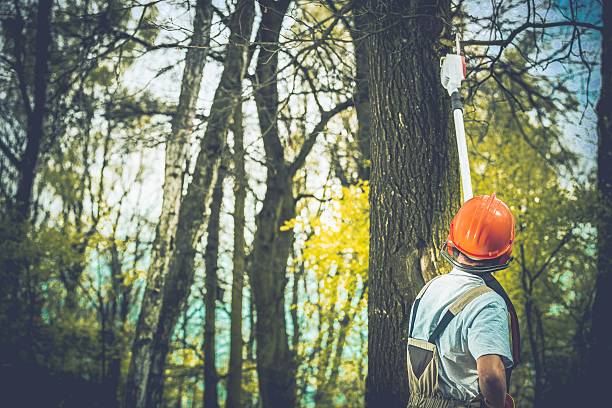 Best Tree Removal  in Smethport, PA