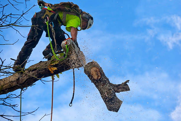 Best Tree Maintenance Programs  in Smethport, PA